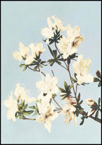 Ogawa Kazumasa - Azaleas - Hakyarts