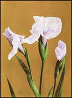 Set of 3 Floral Prints – Striped Camellias, Iris Kæmpferi & White Irises by Ogawa Kazumasa - Hakyarts
