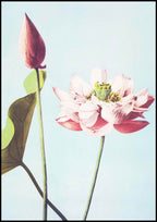 Set of 3 Floral Prints – Cherry Blossom, Azaleas & Lotus Flowers by Ogawa Kazumasa - Hakyarts