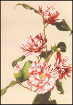 Set of 3 Floral Prints – Striped Camellias, Iris Kæmpferi & White Irises by Ogawa Kazumasa - Hakyarts