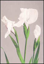 Set of 3 Floral Prints – Striped Camellias, Iris Kæmpferi & White Irises by Ogawa Kazumasa - Hakyarts