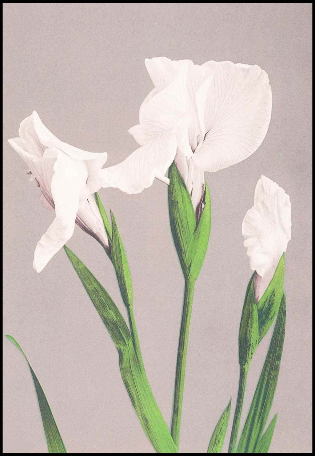 Set of 2 Wall Art Prints | Teal Striped Seated Woman & White Irises by Ogawa Kazumasa