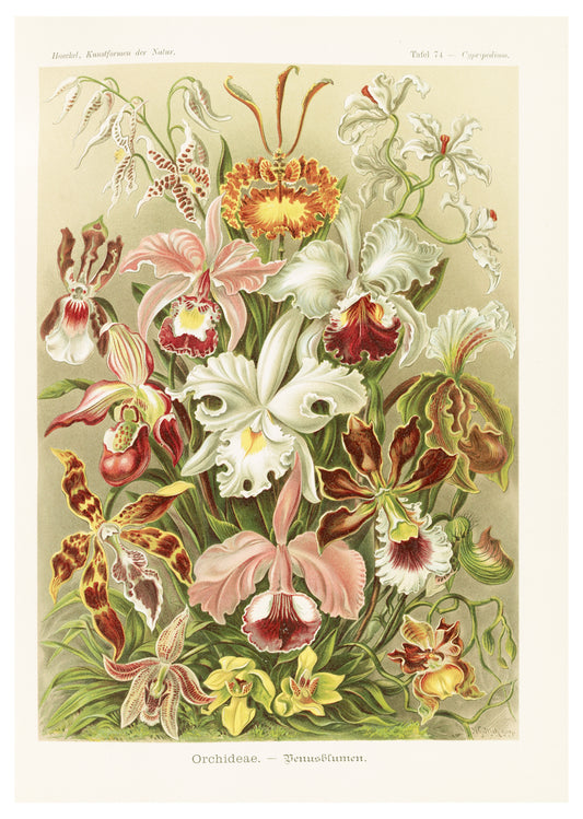 Ernst Haeckel - Orchideae 'Denusblumen'