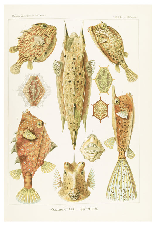 Ernst Haeckel - Ostraciontes 'Kofferfische'