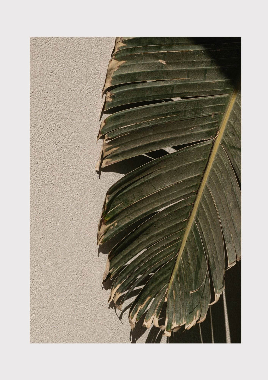 Palm Leaves Poster - Hakyarts