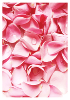 Petals and Roses Poster - Hakyarts