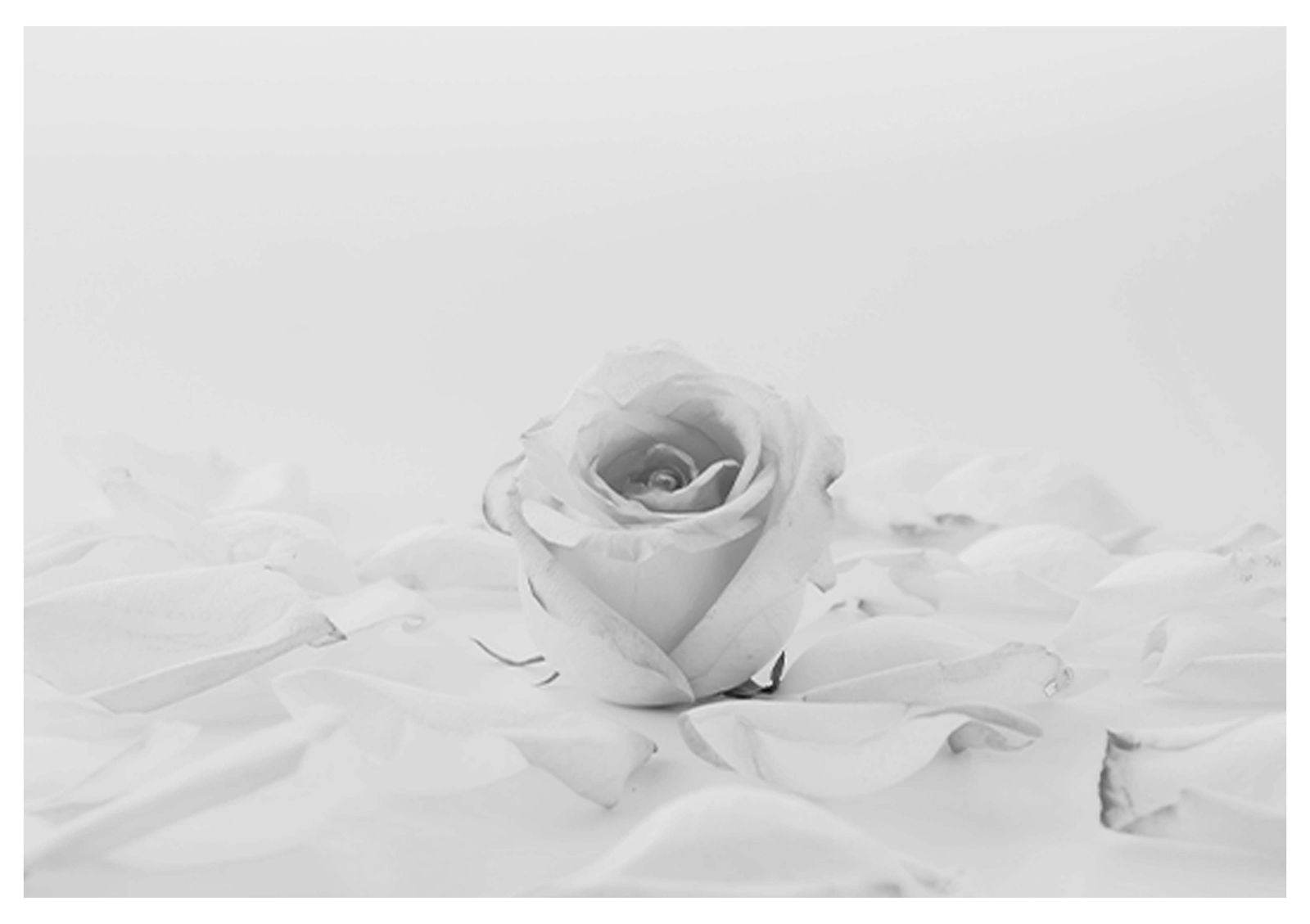 Petals and Roses Poster - Hakyarts