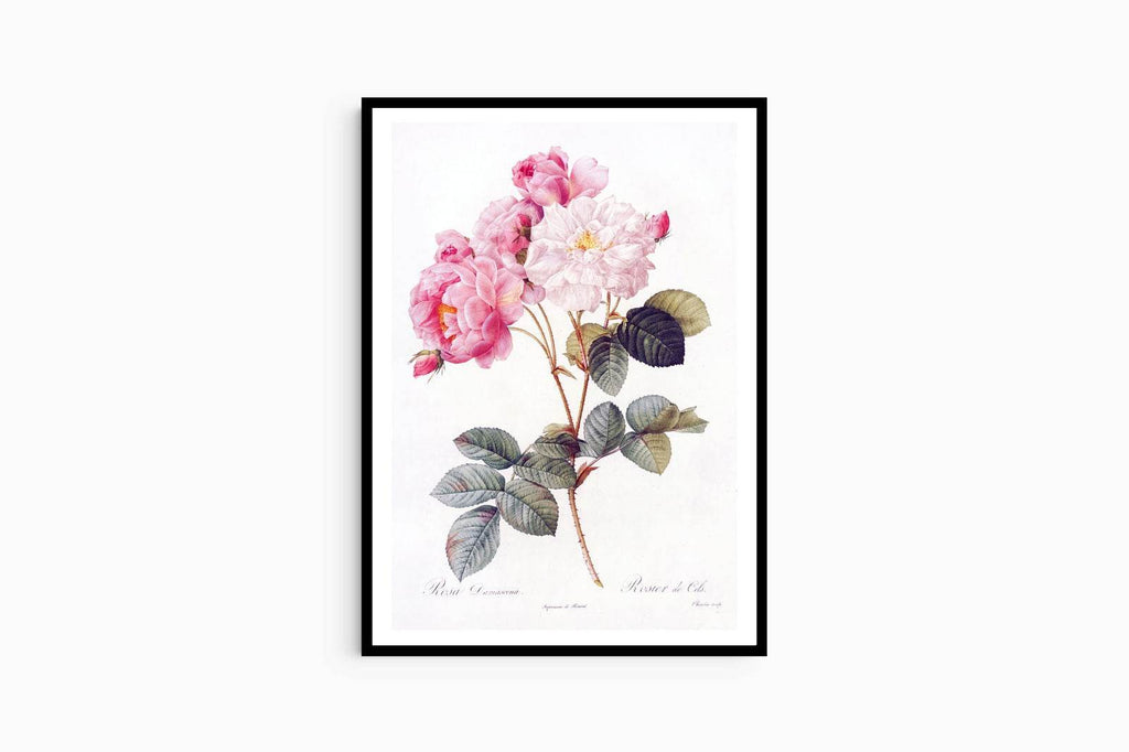 Pierre-Joseph Redouté - Damask Rose - Hakyarts