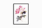 Pierre-Joseph Redouté - Damask Rose - Hakyarts