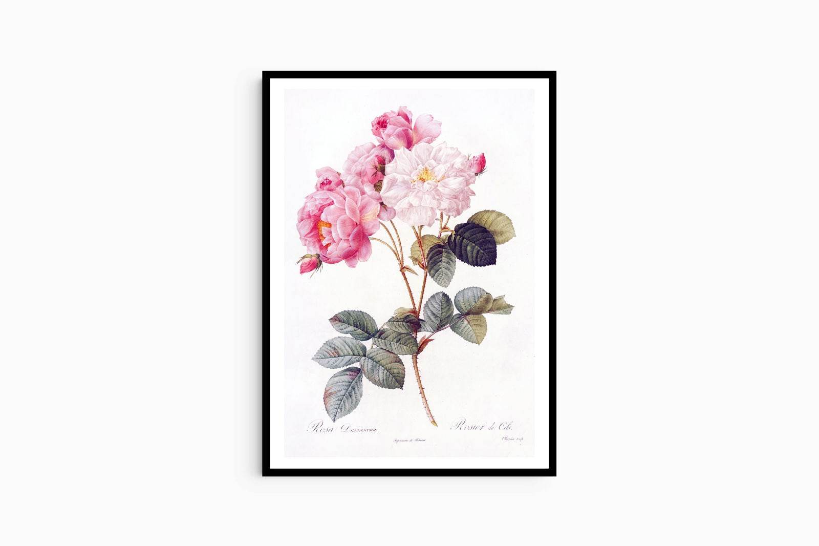 Pierre-Joseph Redouté - Damask Rose - Hakyarts