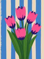 Tulips Pink Blooms Variation