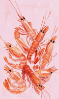Pink Shrimps Illustration | Coastal Kitchen Wall Art Print