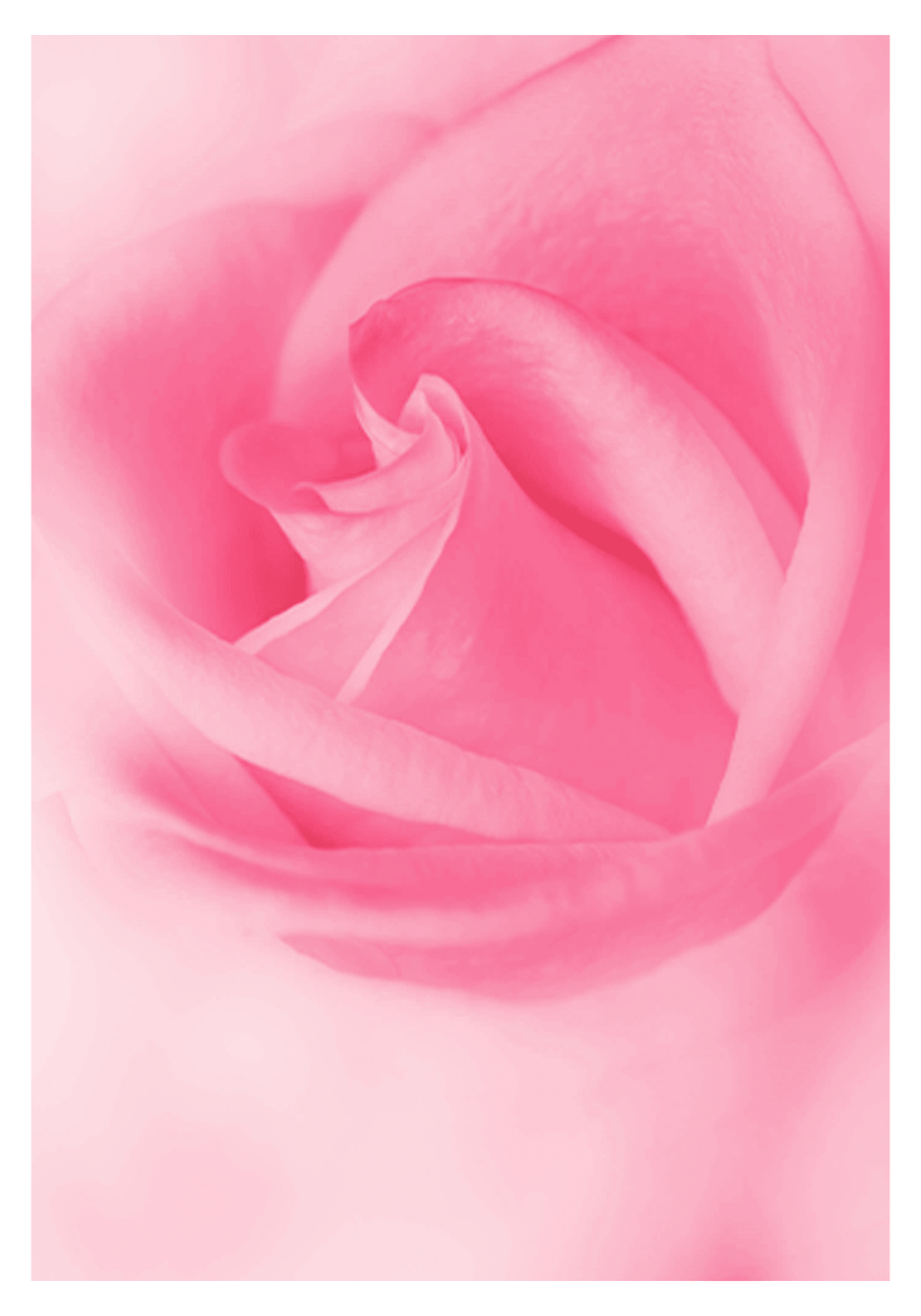 Set of 2 Pink Rose & Blue Prismatic Pulse Wall Art Prints – Vibrant Floral and Kaleidoscope Gallery Set