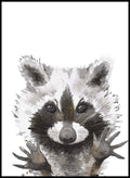 Racoon Portrait