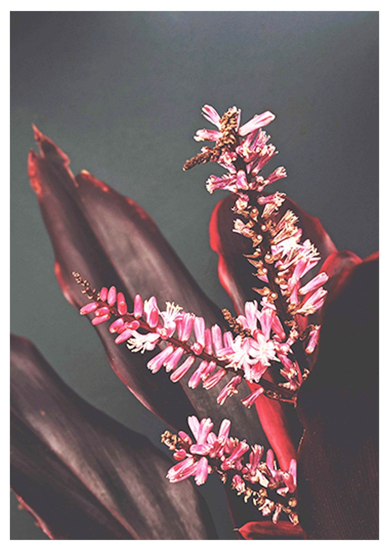 Red Flower Poster - Hakyarts