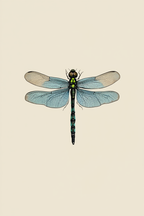 Dragonfly Specimen Posters – Set of 3 - Hakyarts