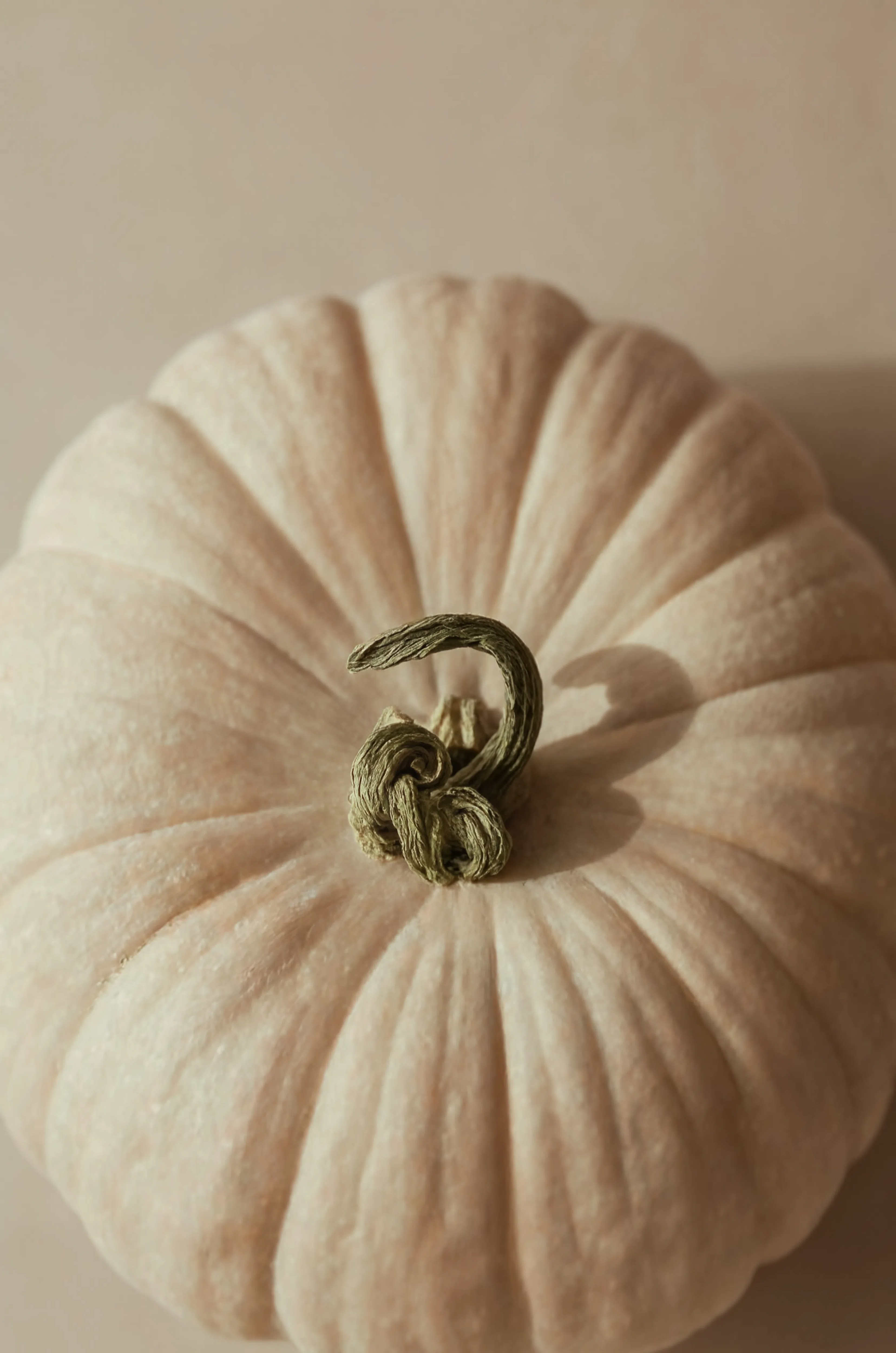 Pumpkin View | Contemporary Botanical Still Life Art Print