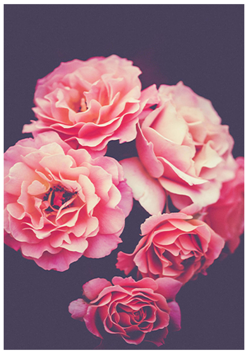 Roses Bouquets Poster