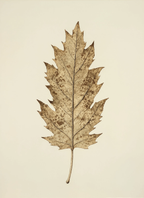 Sepia Leaf Study II | Contemporary Botanical Wall Art Print