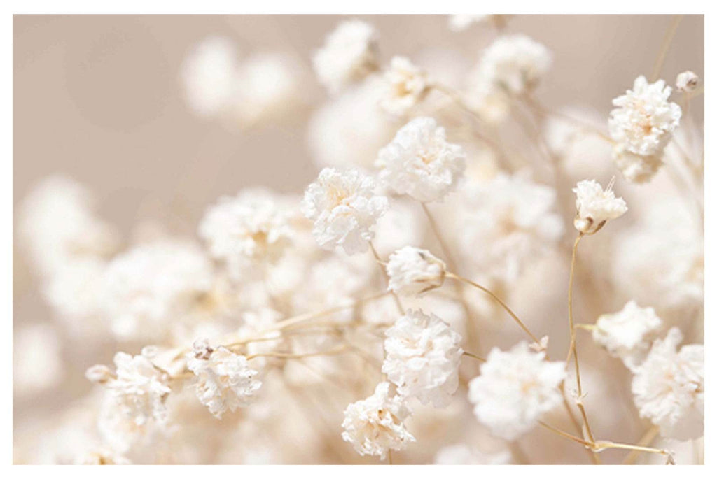 Sequoia White Flowers Poster - Hakyarts