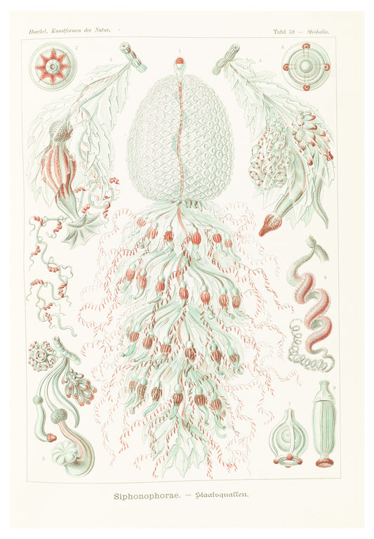 Ernst Haeckel - Siphonophorae 'Staatsquallen'