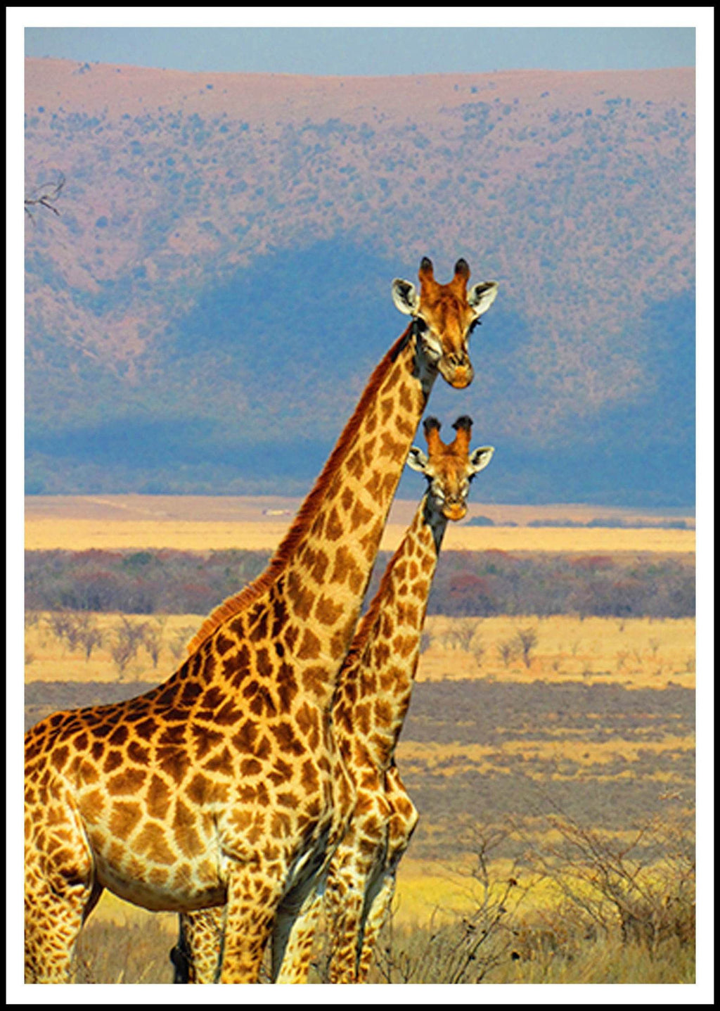 Standing Giraffes in the African Safari Poster - Hakyarts