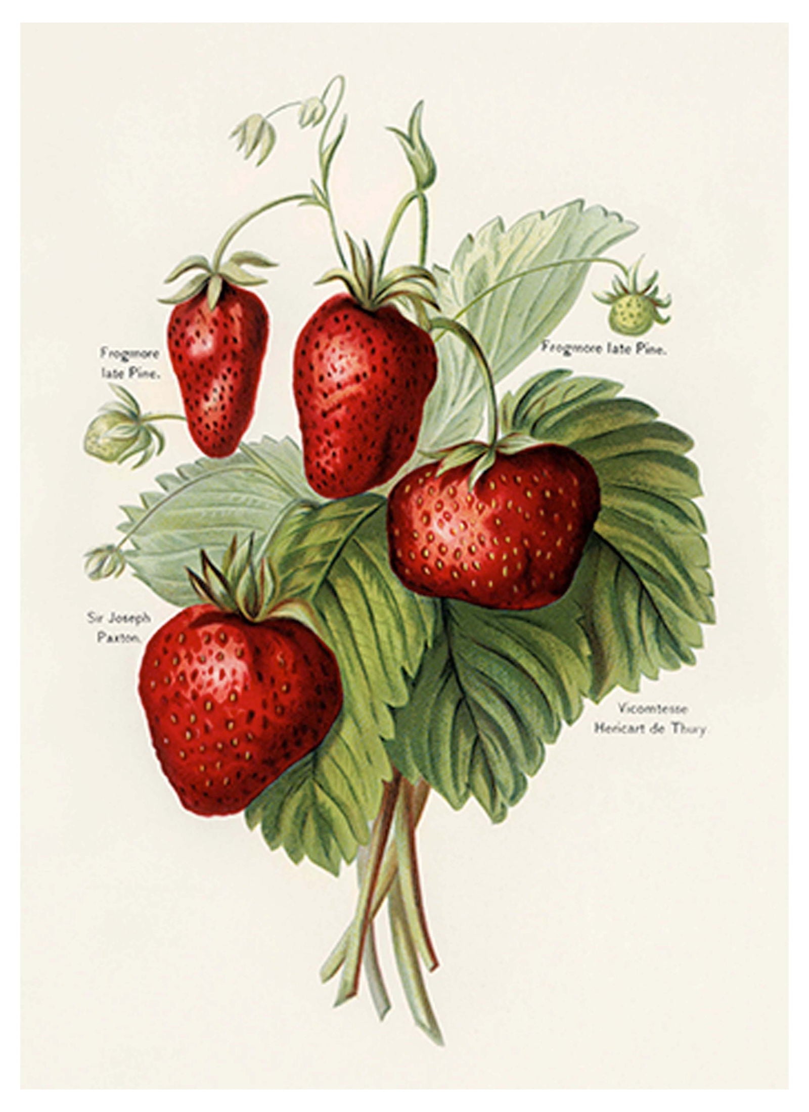 Strawberries Poster