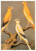 Set of 2 Van Gogh & Vintage Bird Wall Art Prints – Sunflowers Floral Art & Three Yellow Birds Gallery Set