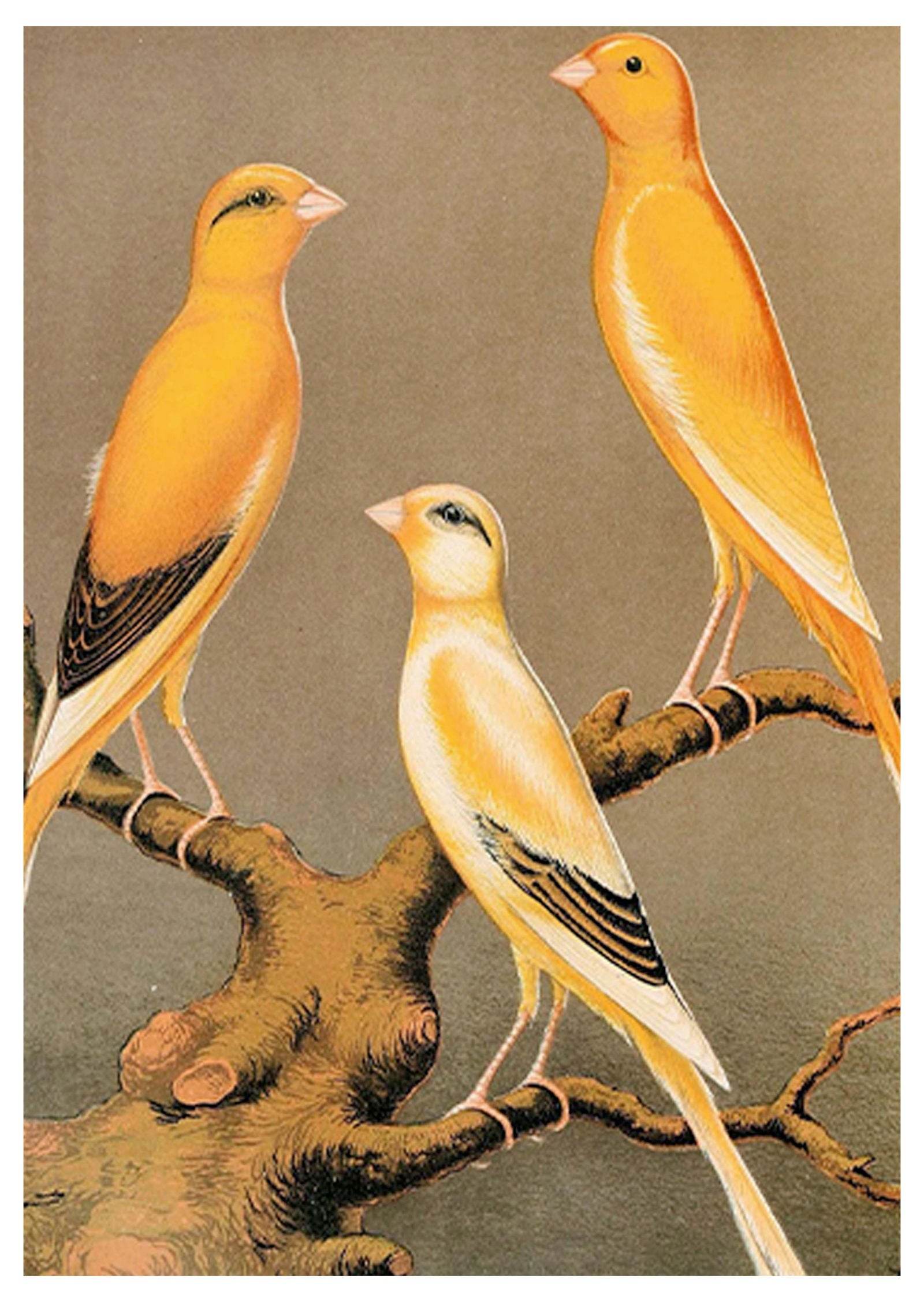Set of 2 Van Gogh & Vintage Bird Wall Art Prints – Sunflowers Floral Art & Three Yellow Birds Gallery Set