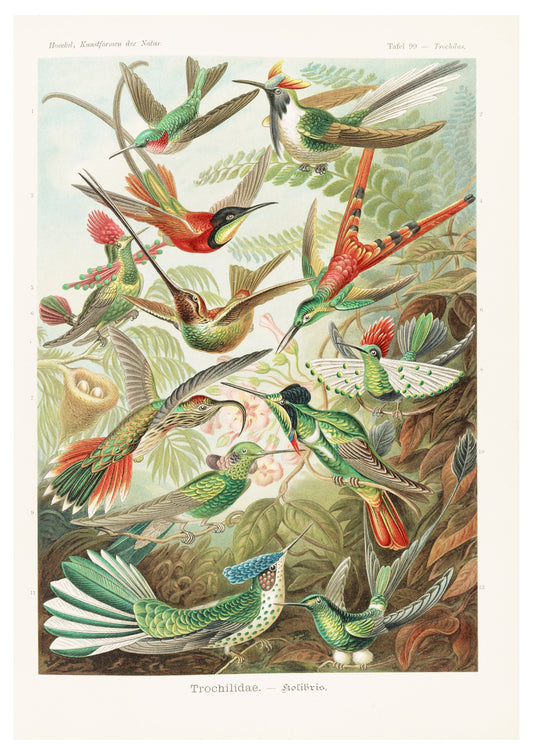 Ernst Haeckel - Trochilidae 'Kolibris'