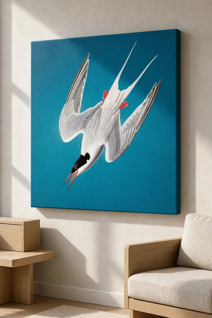 Canvas Print John James Audubon - Roseate Tern