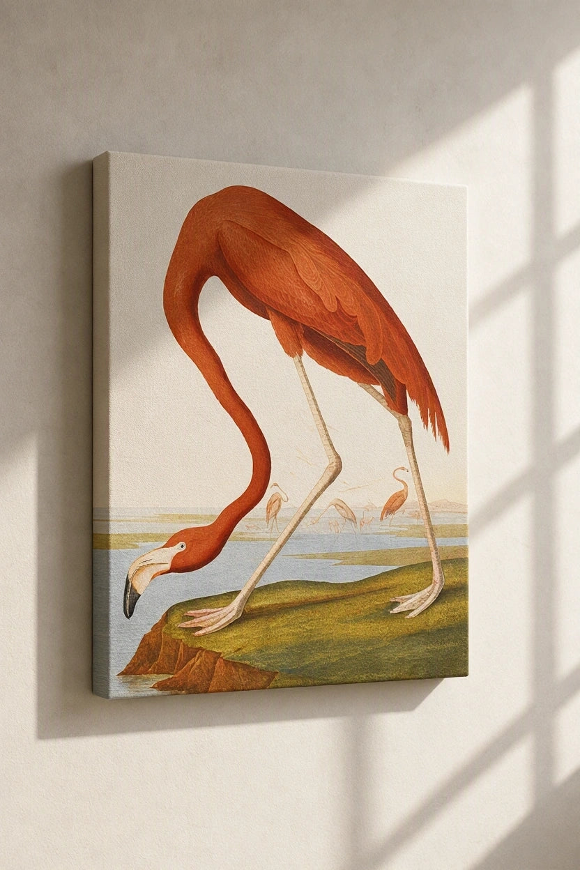 Canvas Print American Flamingo by John James Audubon – Ornithological Art