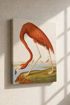 Canvas Print American Flamingo by John James Audubon – Ornithological Art