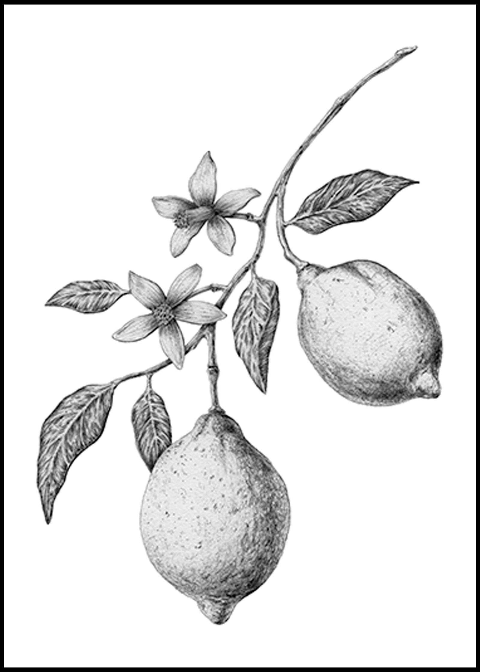 Vintage Lemons Poster - Hakyarts