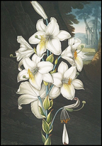 Vintage White Flowers Poster - Hakyarts