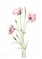 Watercolour Roses Poster