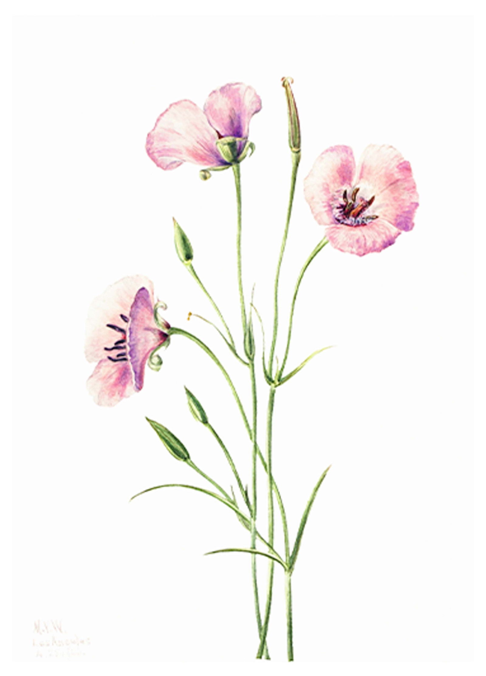 Watercolour Roses Poster