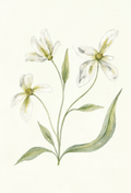 White Florals Botanical II | Contemporary Botanical Wall Art Print