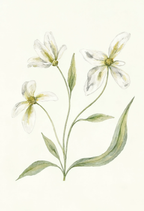 White Florals Botanical II | Contemporary Botanical Wall Art Print