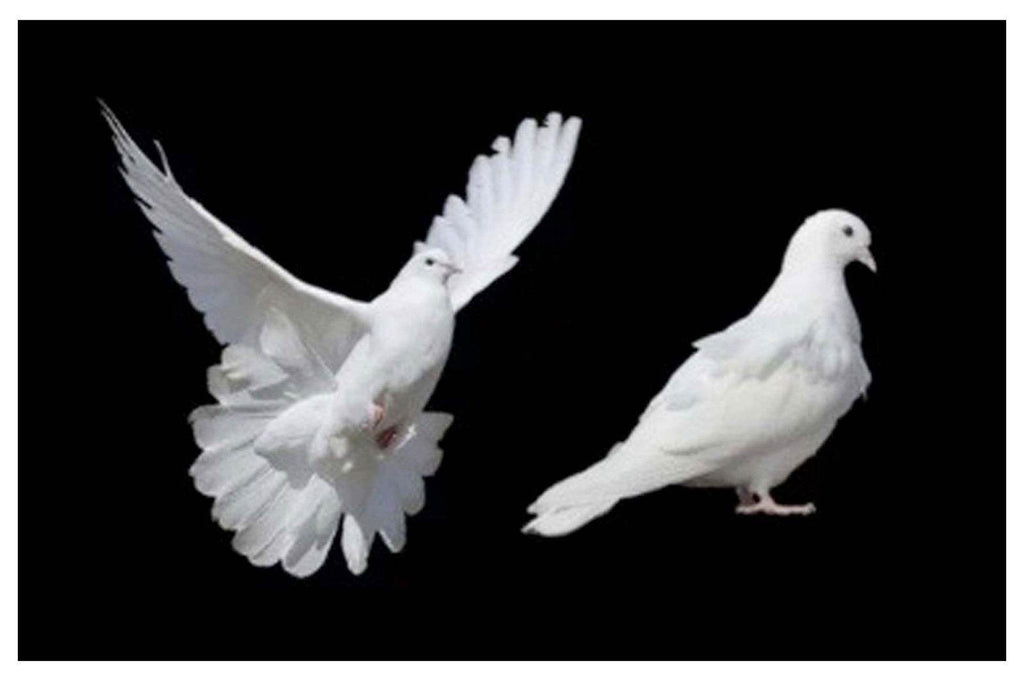 White Doves Poster - Hakyarts