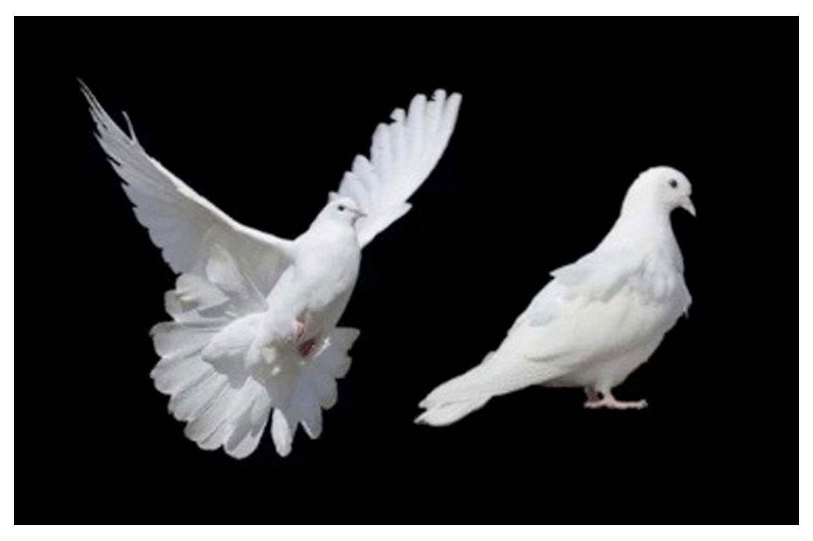 White Doves Poster - Hakyarts