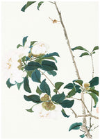 White Orchids Poster - Hakyarts
