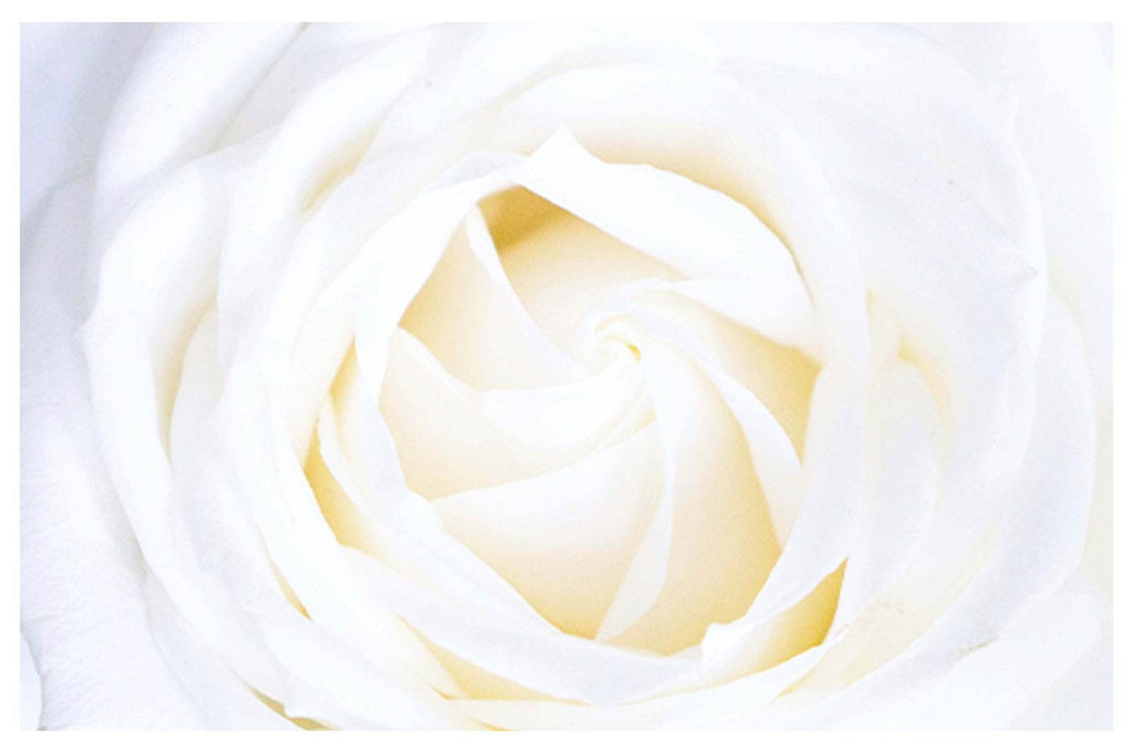 White Rose Poster - Hakyarts