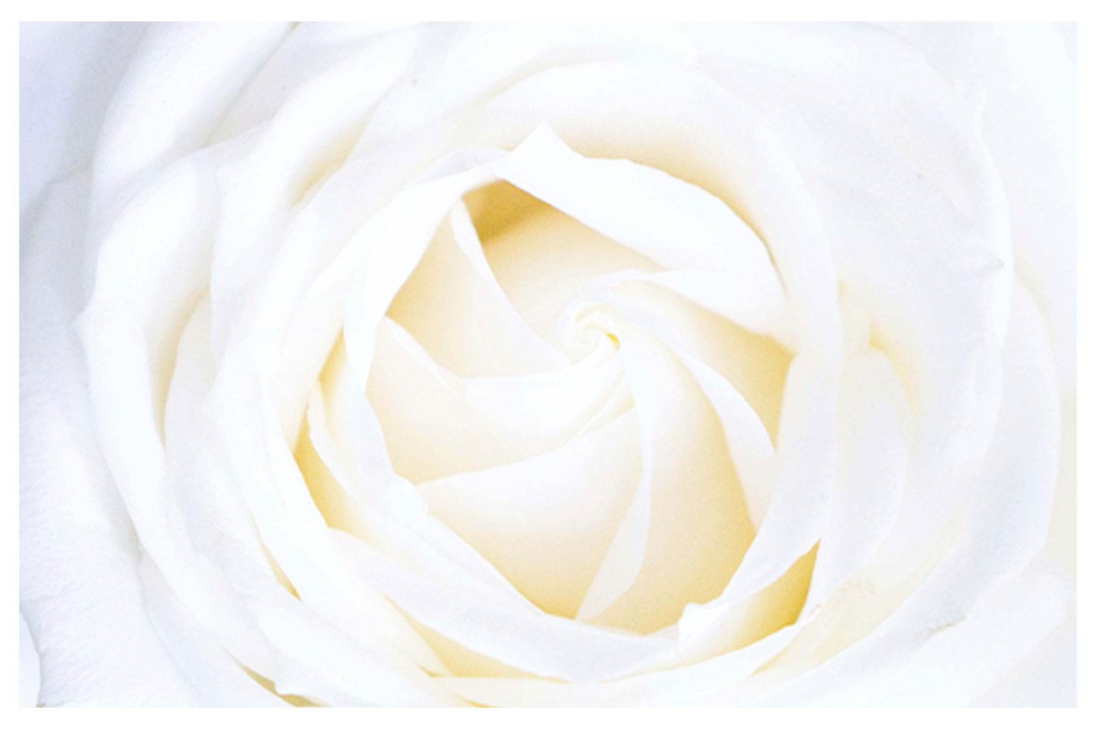 White Rose Poster - Hakyarts