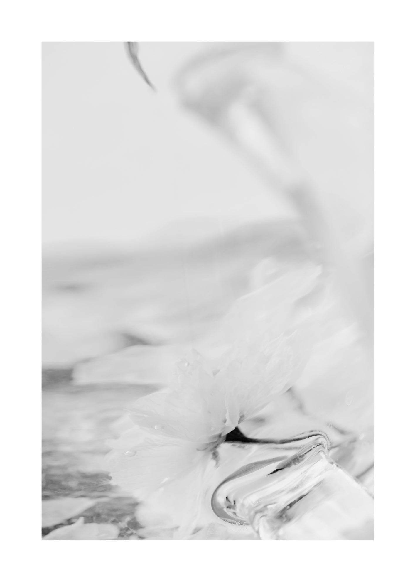 White Sakura Flower Poster - Hakyarts