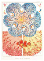 William Saville-Kent - Barrier Reef Anemones - Hakyarts