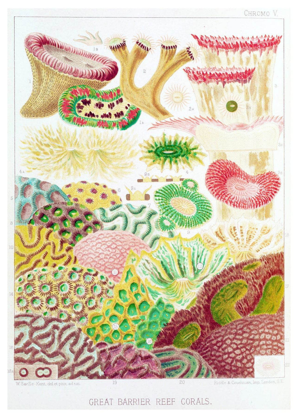 William Saville-Kent - Great Barrier Reef Corals - Hakyarts