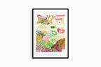 William Saville-Kent - Great Barrier Reef Corals - Hakyarts