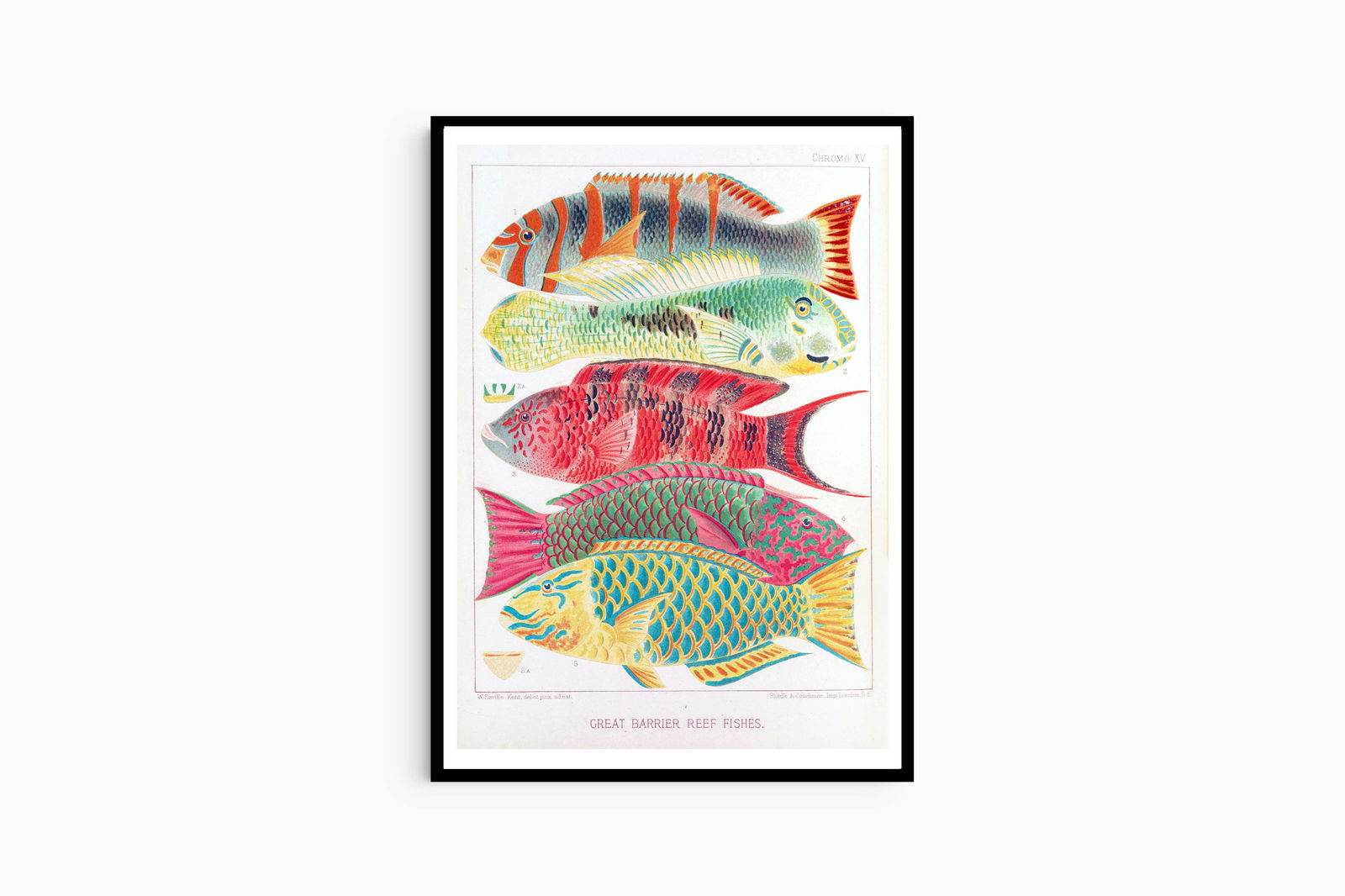 William Saville-Kent - Great Barrier Reef Fishes - Hakyarts