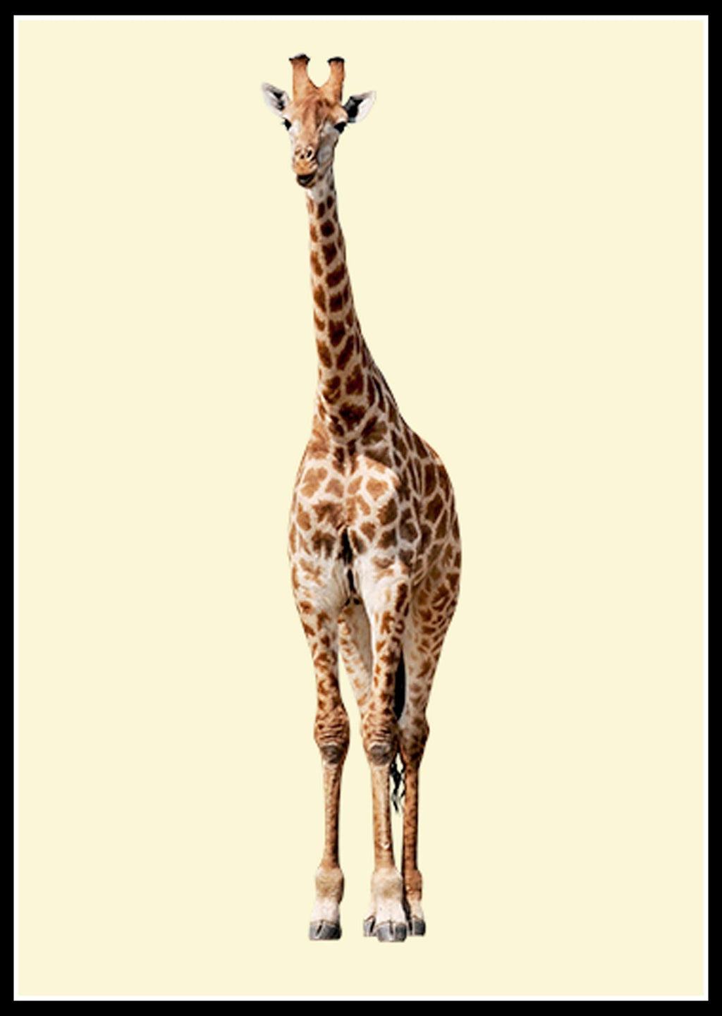 Yellow Giraffe Poster
